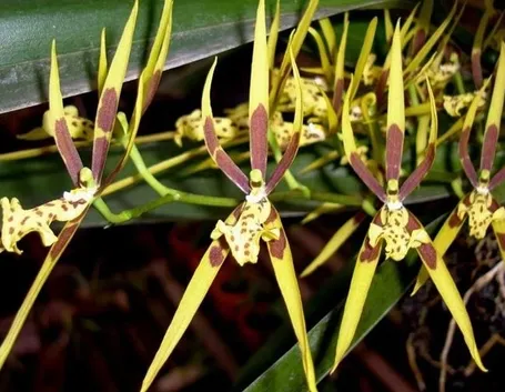 orchidee brassia-8