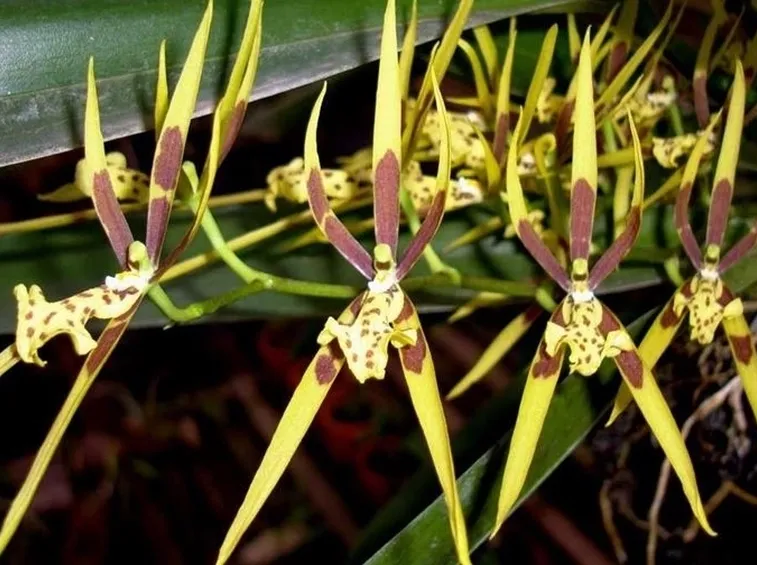 orchidee brassia-8