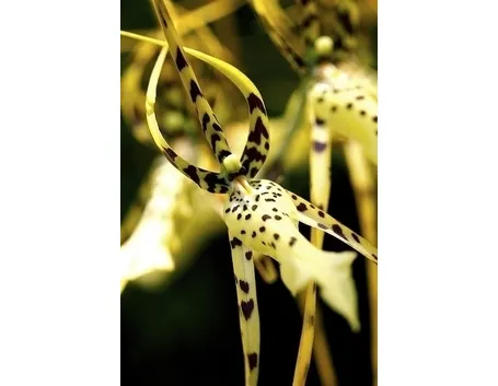 orchidee brassia-9