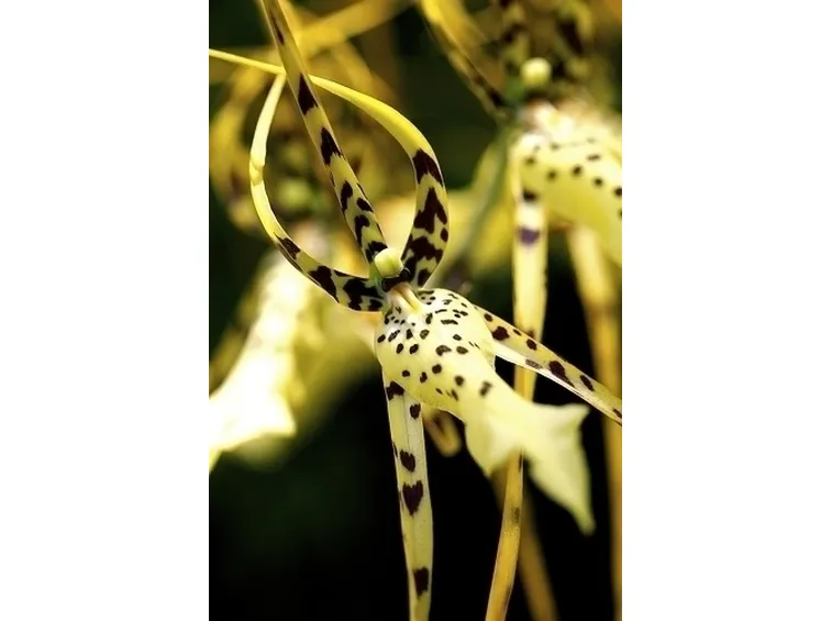 orchidee brassia-9