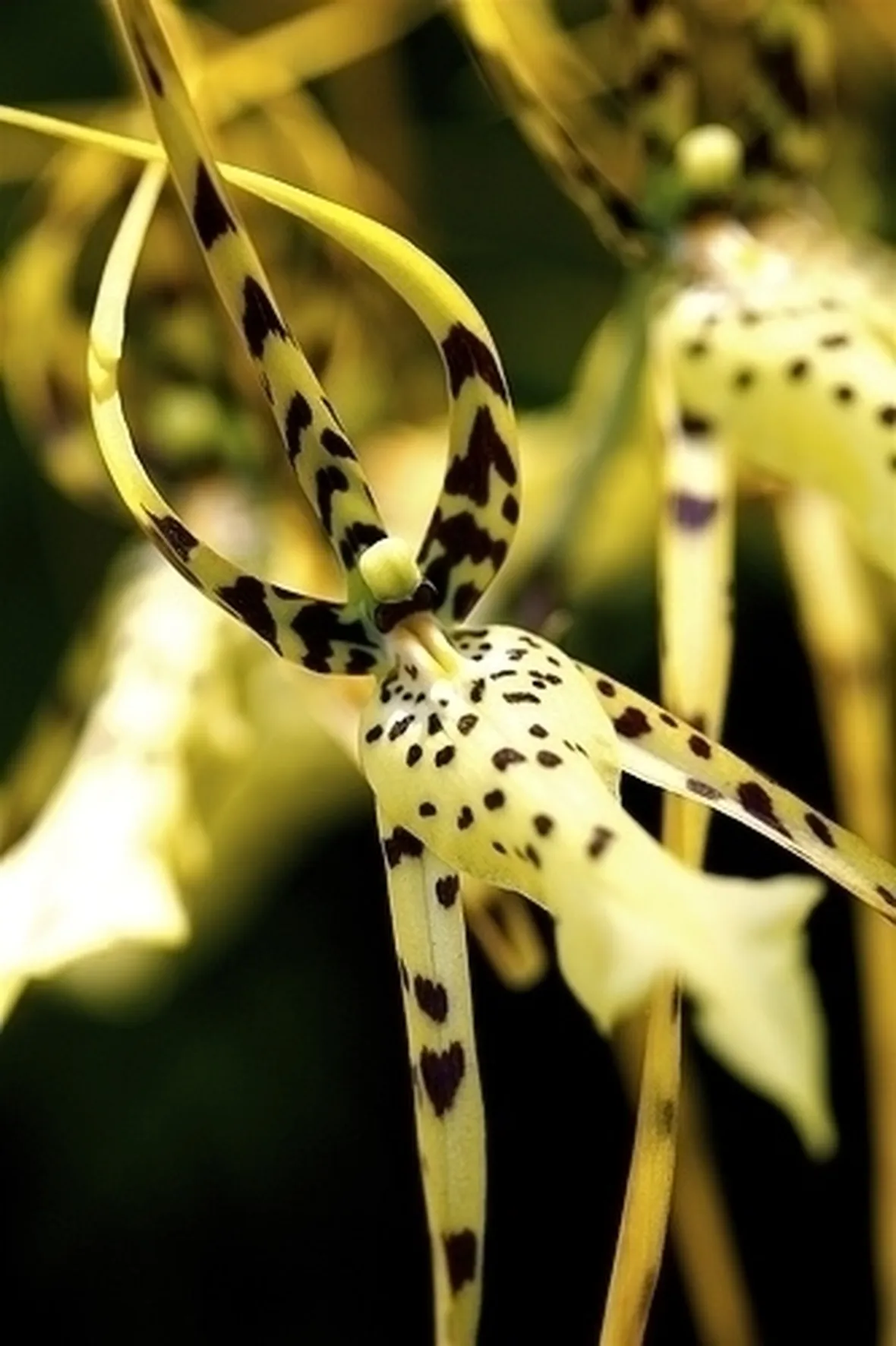 orchidee brassia-9