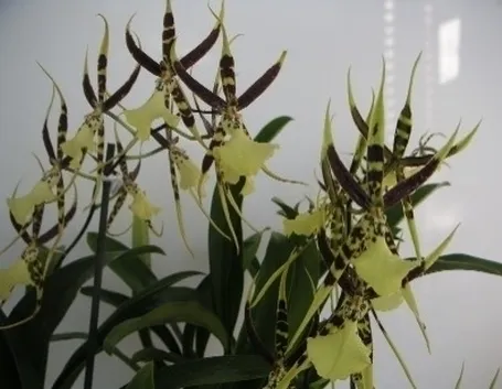 orchidee brassia
