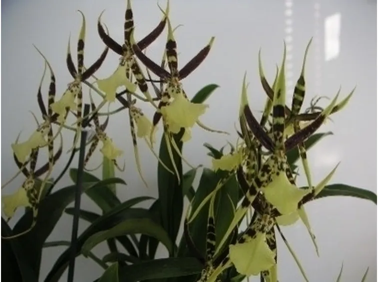 orchidee brassia