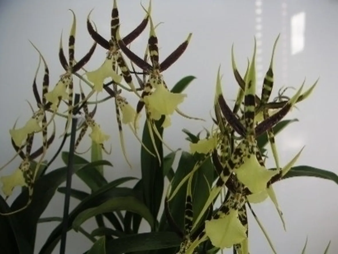 orchidee brassia