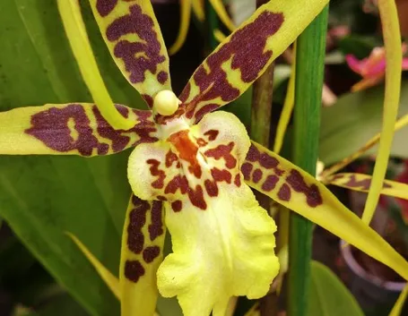 orchidee cambria-2