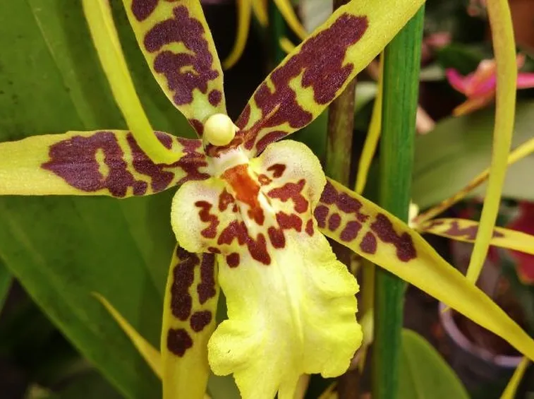 orchidee cambria-2