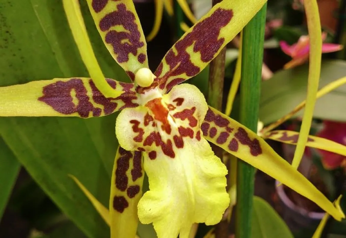orchidee cambria-2