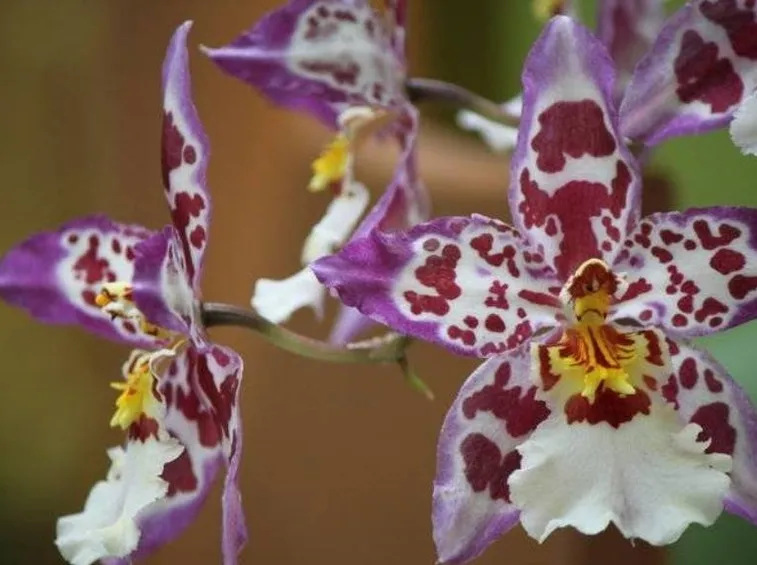 orchidee cambria