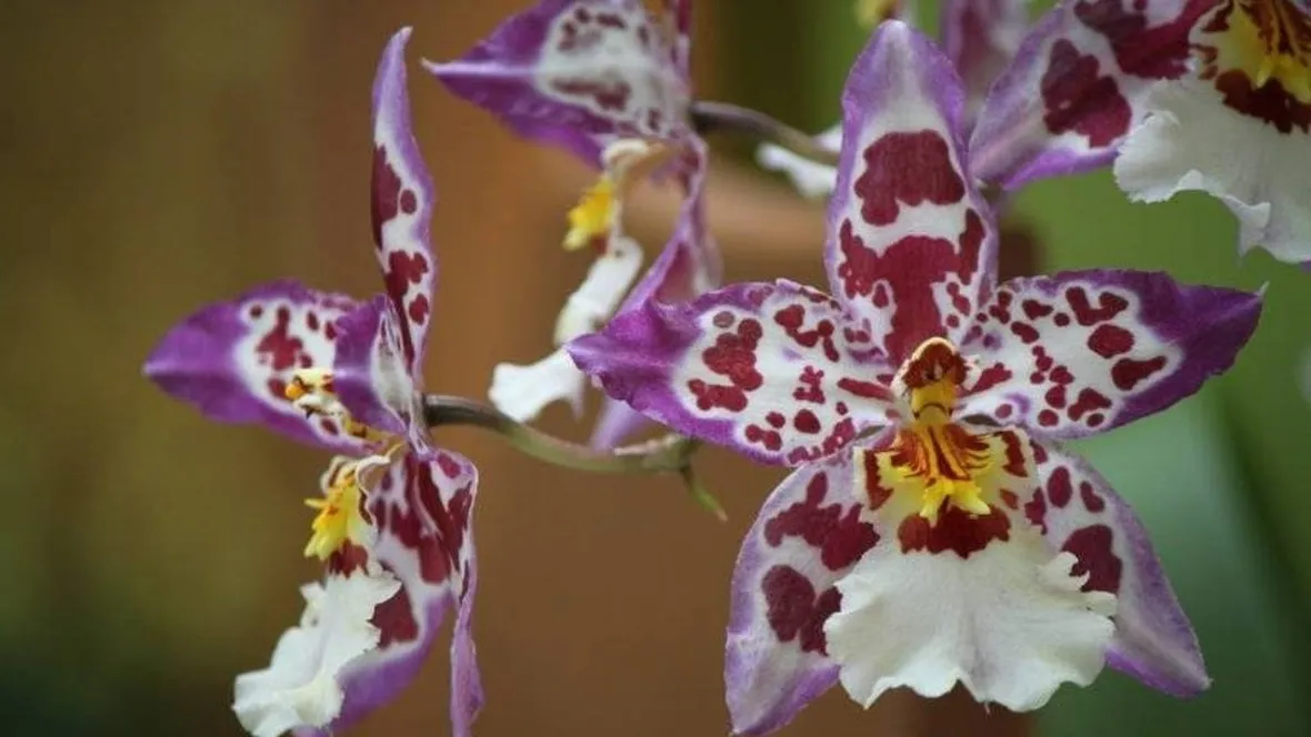 orchidee cambria