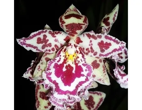 orchidee cambria-4