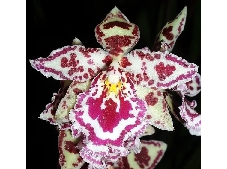 orchidee cambria-4