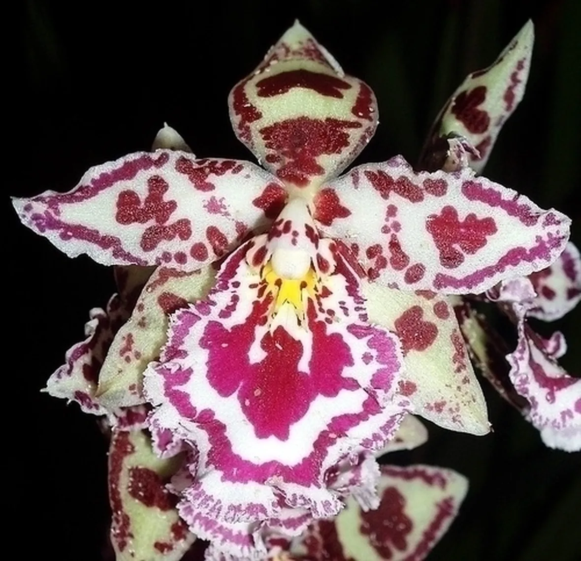 orchidee cambria-4