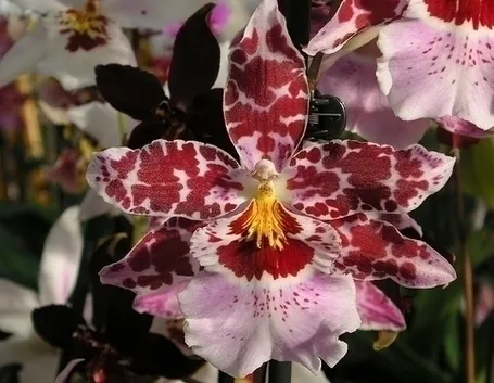 orchidee cambria-5