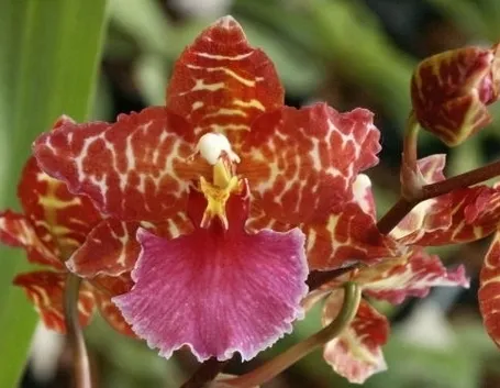 orchidee cambria-6