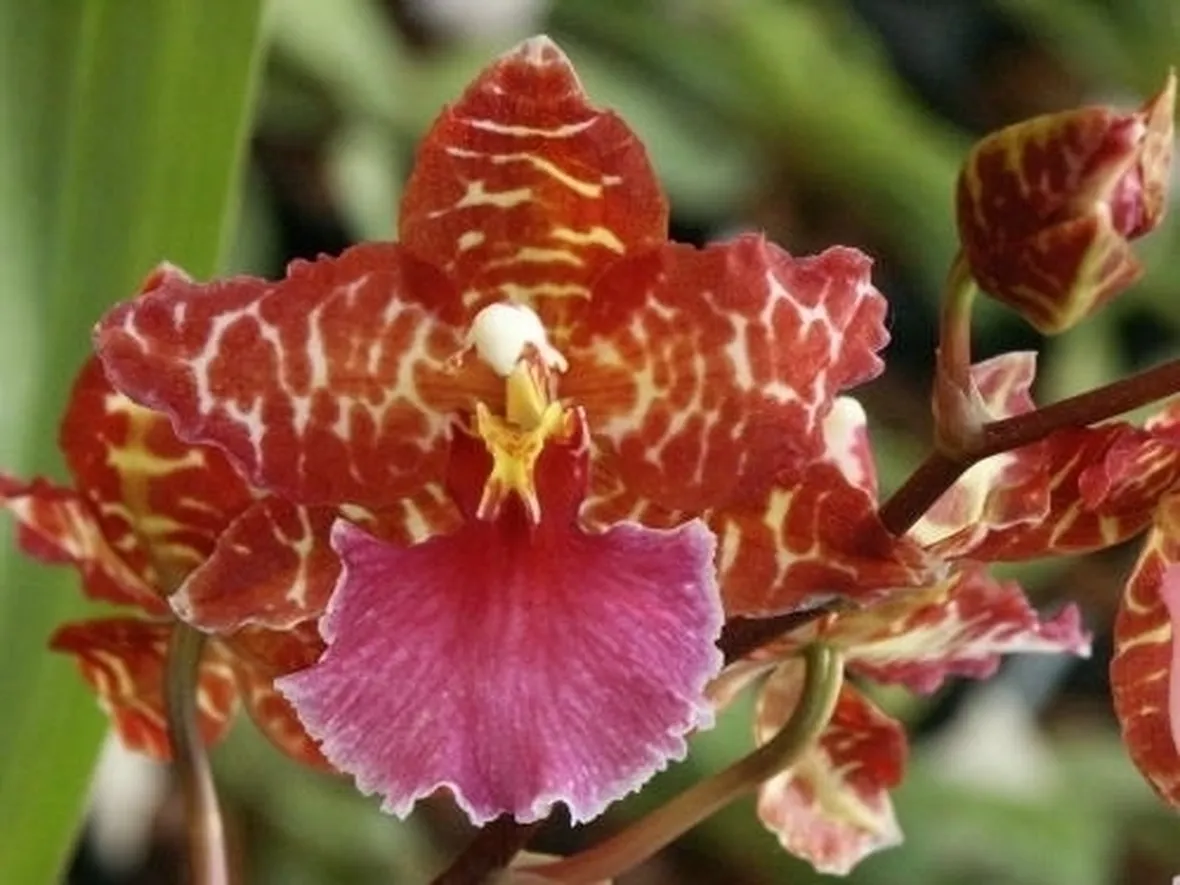 orchidee cambria-6
