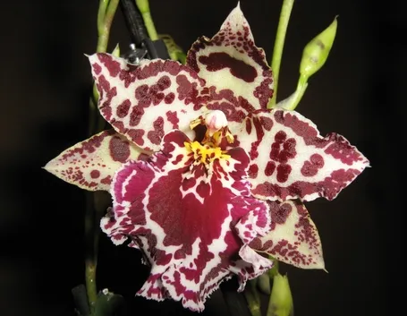orchidee cambria