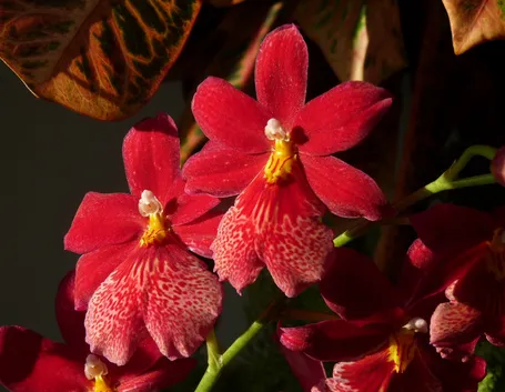 orchidee cambria