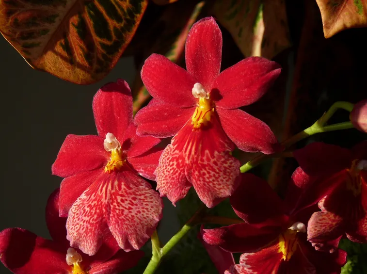 orchidee cambria