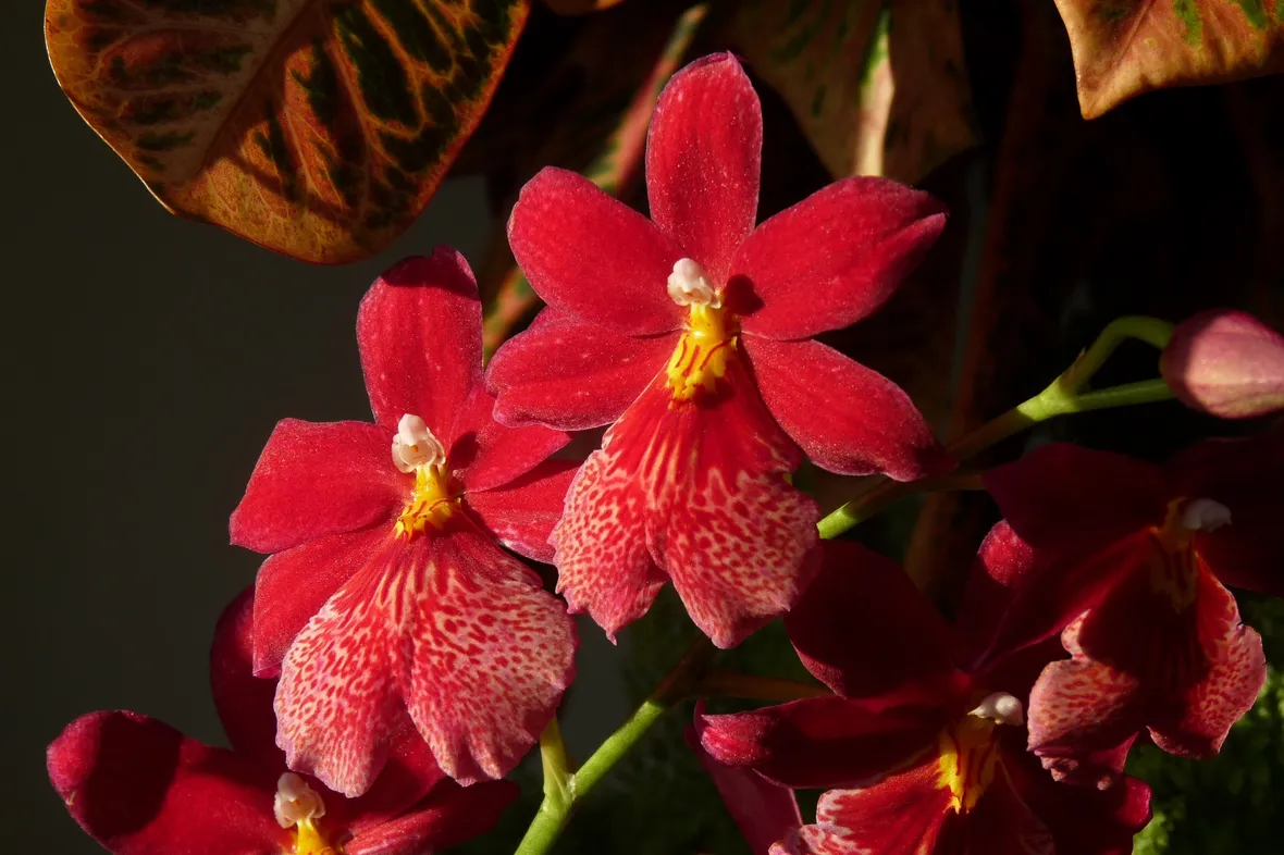 orchidee cambria
