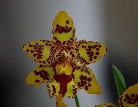 orchidee cambria-9