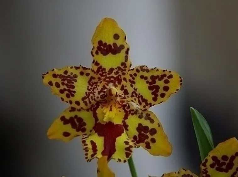 orchidee cambria-9