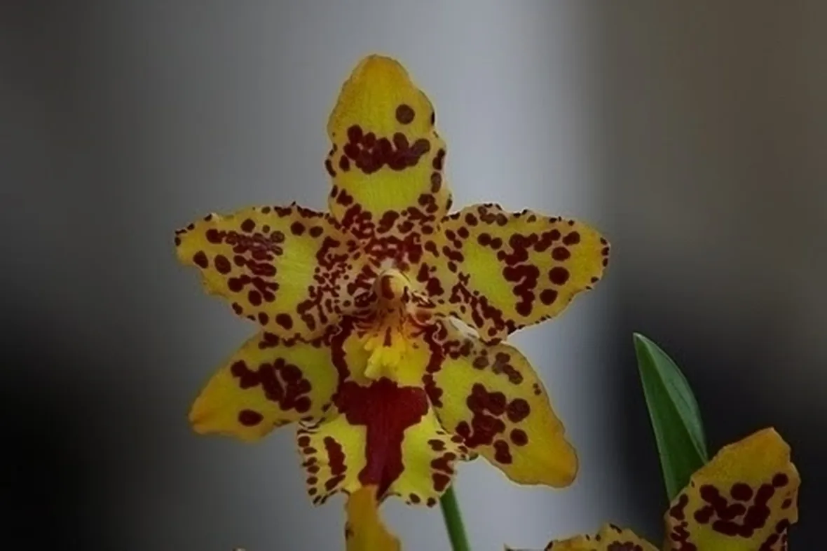 orchidee cambria-9