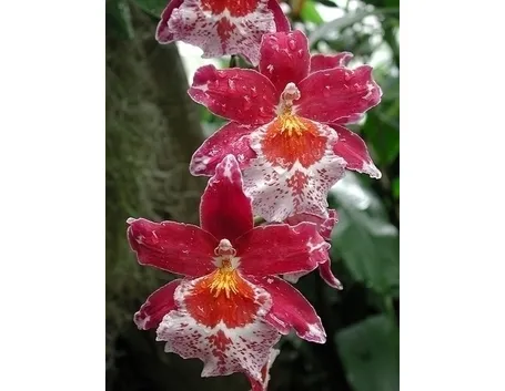 Orchidee cambria