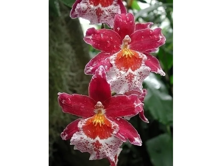 Orchidee cambria