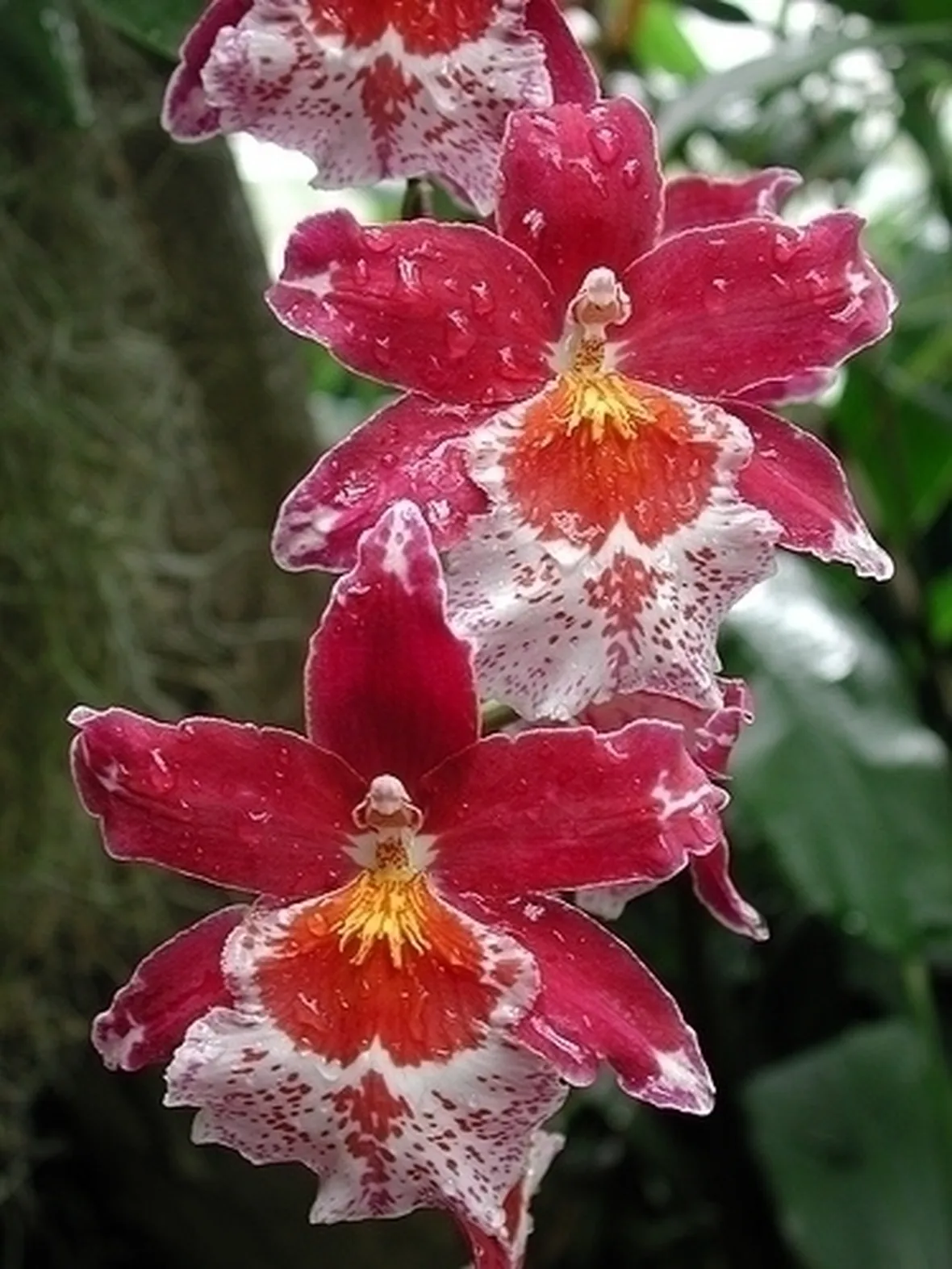 Orchidee cambria
