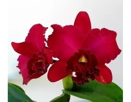 orchidee cattleya-2