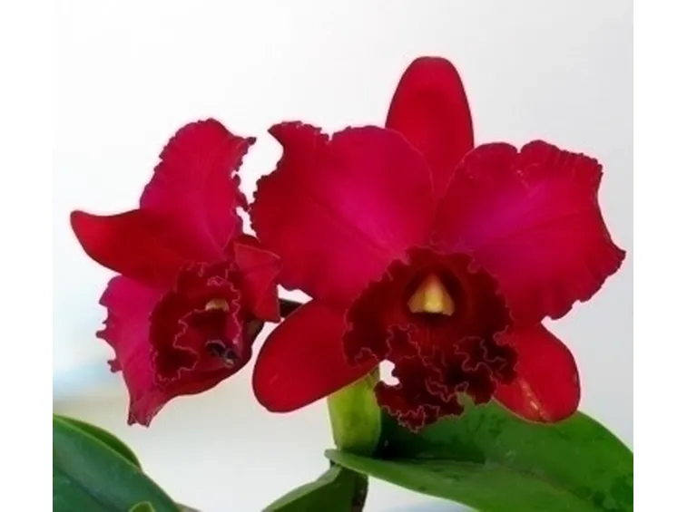 orchidee cattleya-2