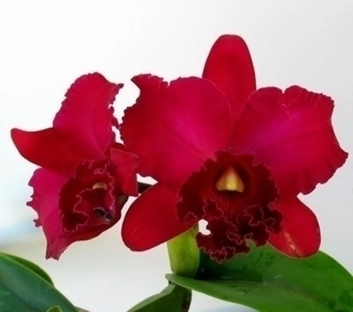 orchidee cattleya-2