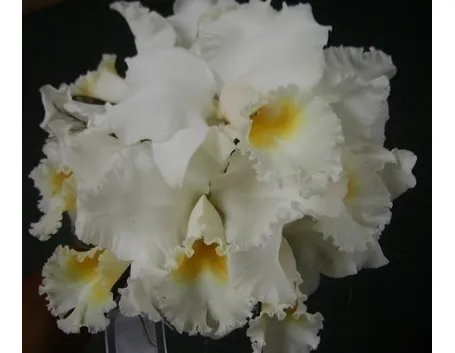orchidee cattleya-3