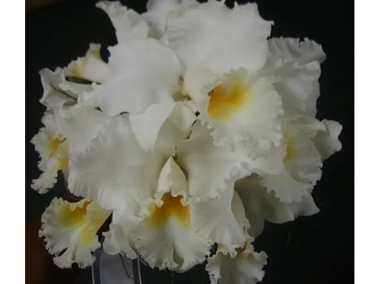 orchidee cattleya-3