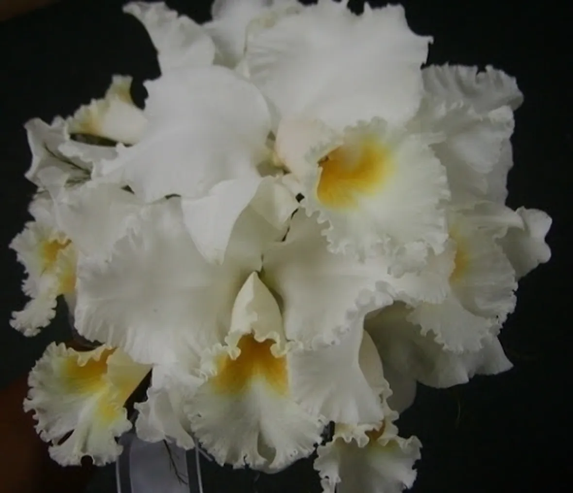 orchidee cattleya-3