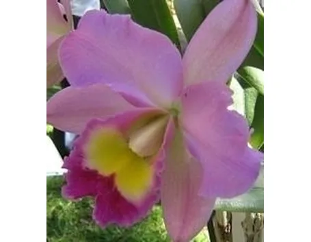 orchidee cattleya-4