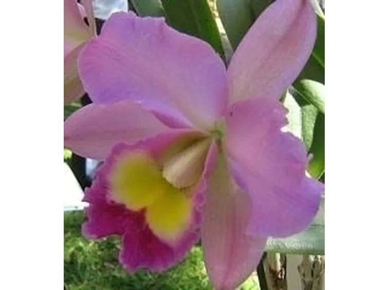 orchidee cattleya-4