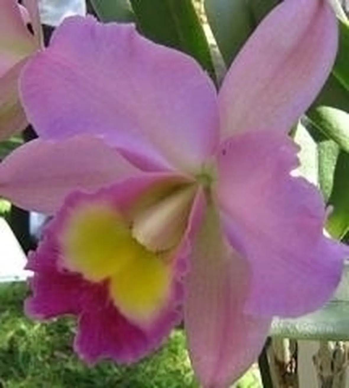 orchidee cattleya-4
