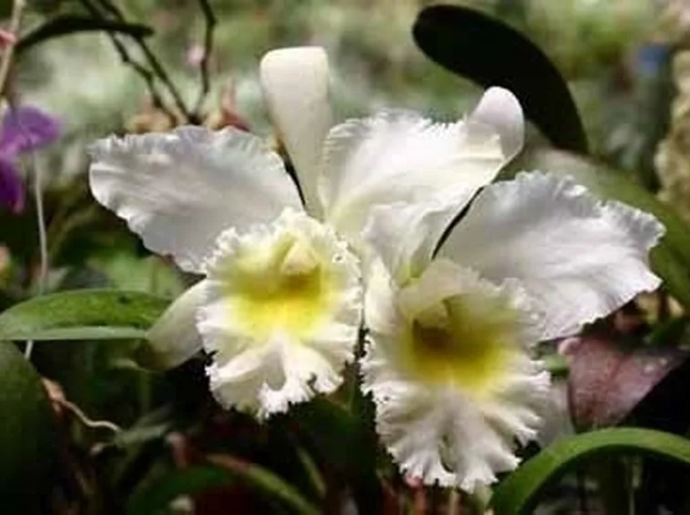 orchidee cattleya-5