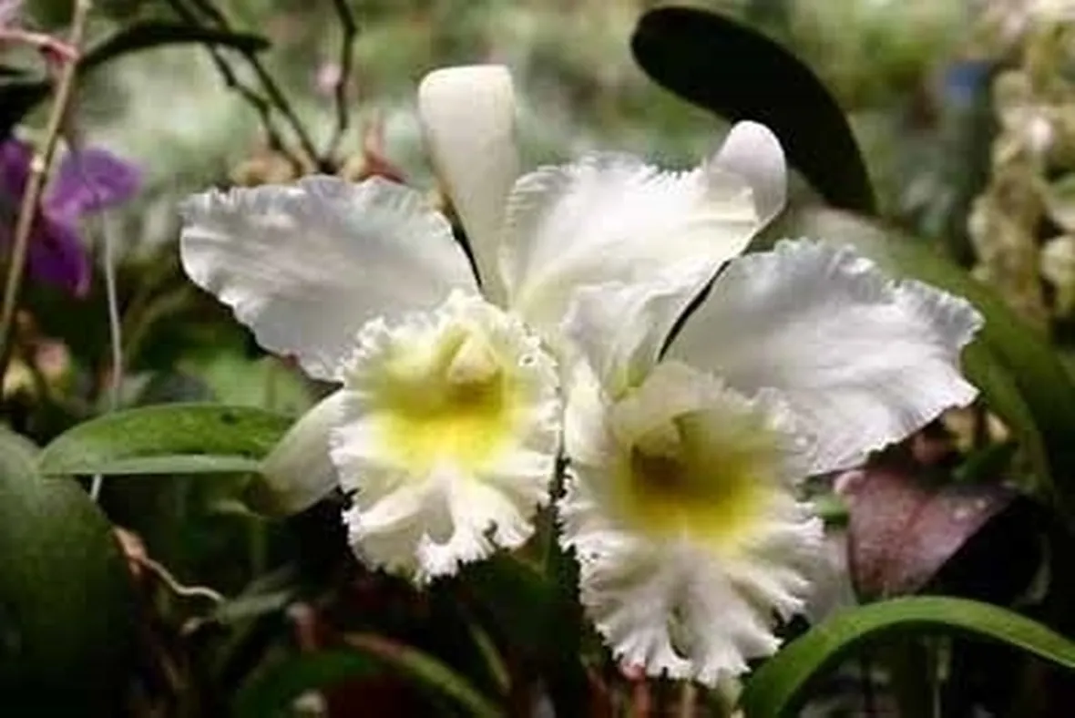 orchidee cattleya-5