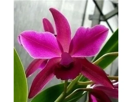 orchidee cattleya-6