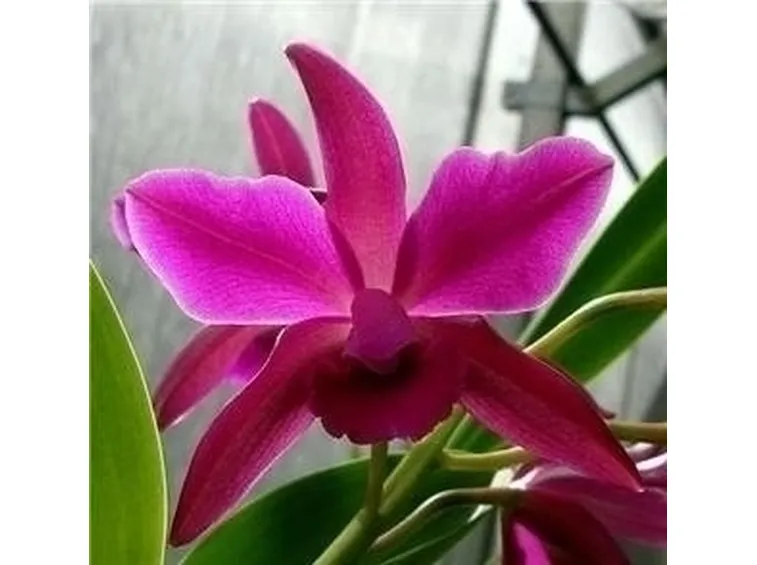 orchidee cattleya-6