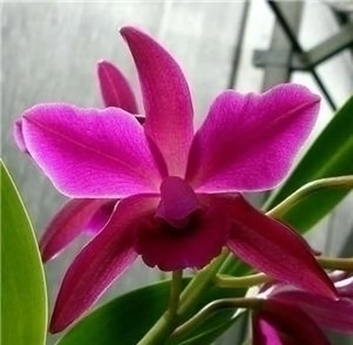 orchidee cattleya-6