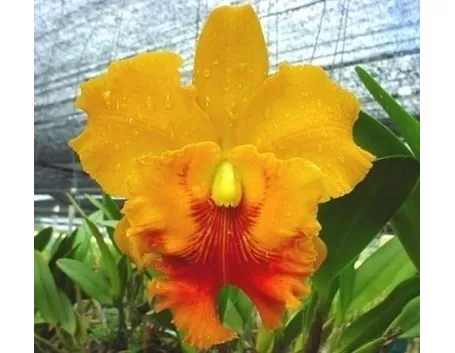 orchidee cattleya-7