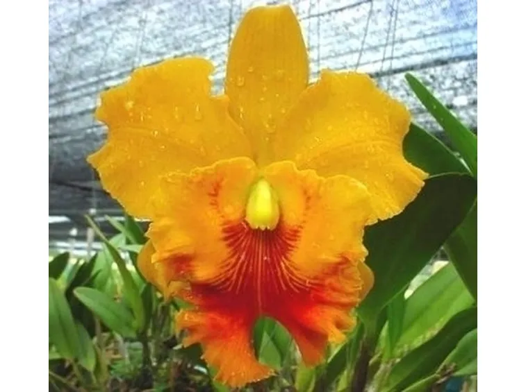 orchidee cattleya-7