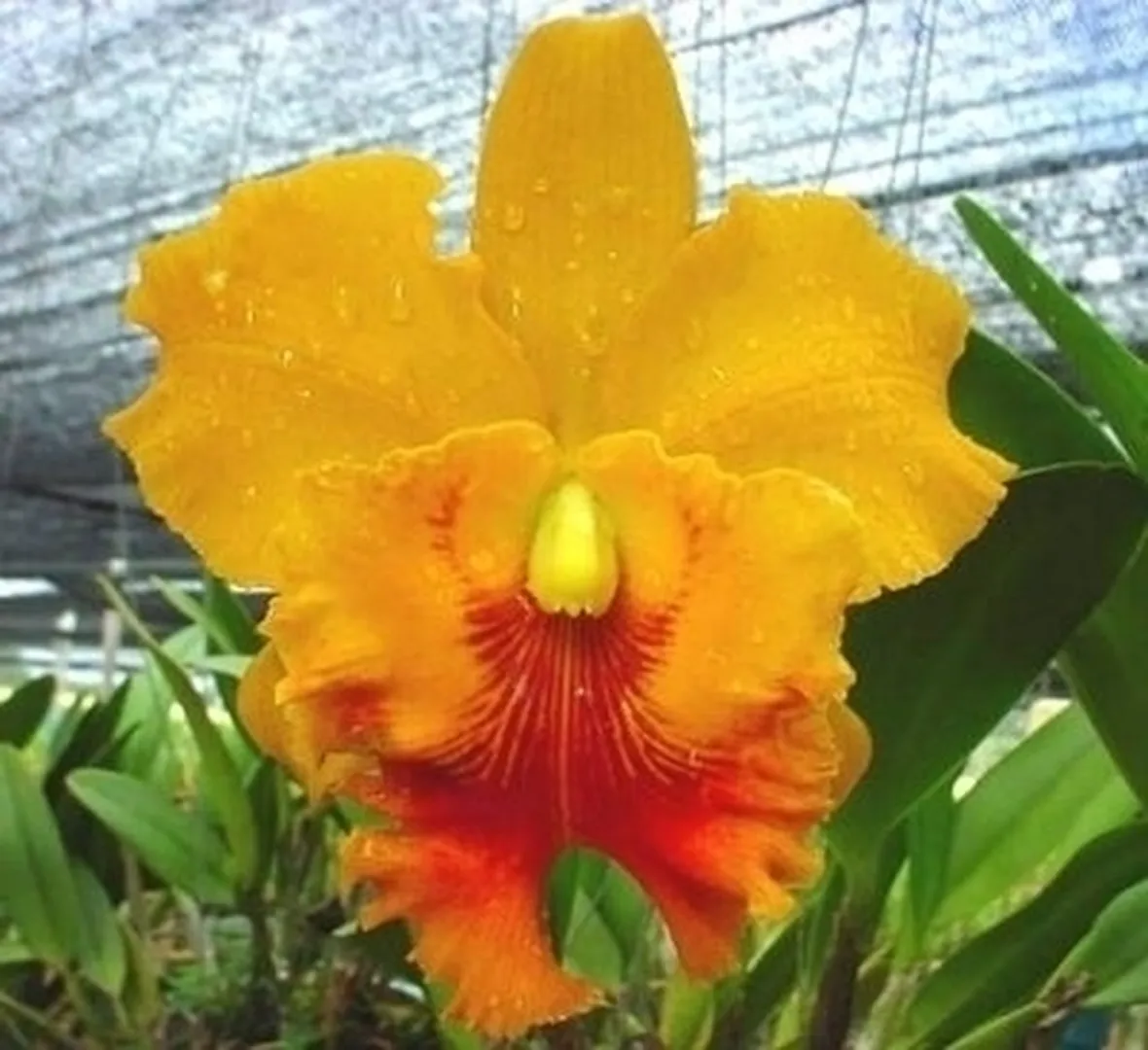 orchidee cattleya-7