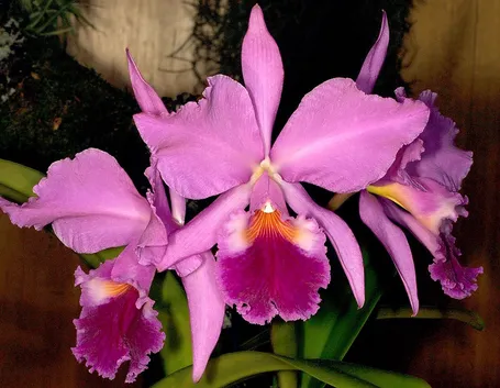 orchidee cattleya-8