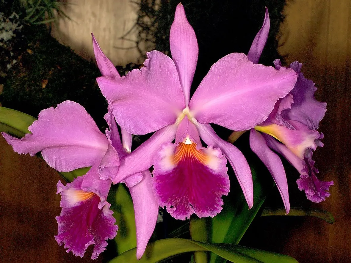 orchidee cattleya-8