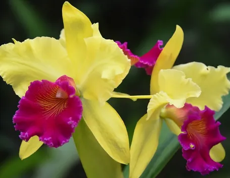 orchidee cattleya