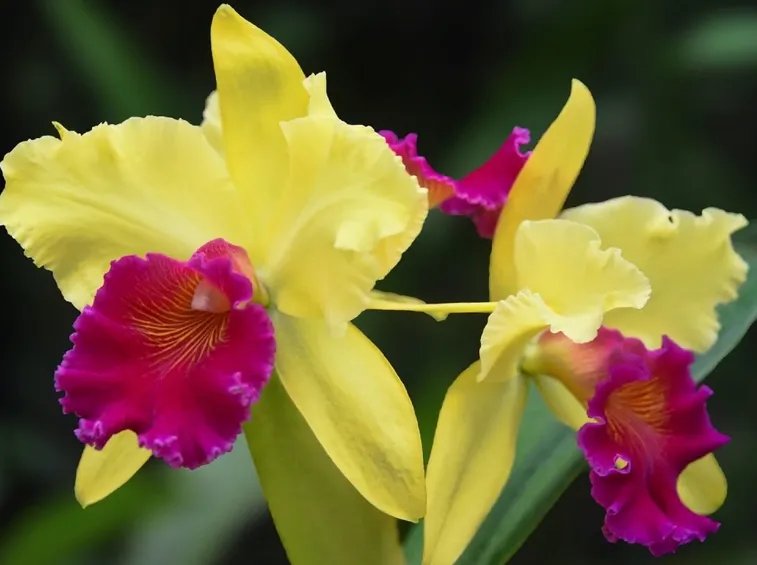 orchidee cattleya